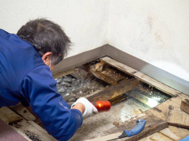 Best Commercial Mold Removal  in Rehobeth, AL