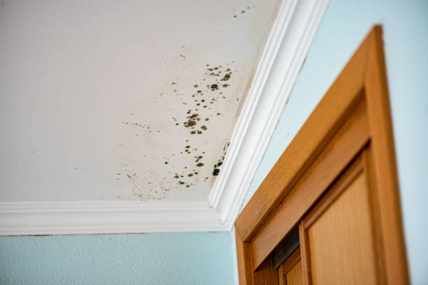 Best Certified Mold Removal  in Rehobeth, AL