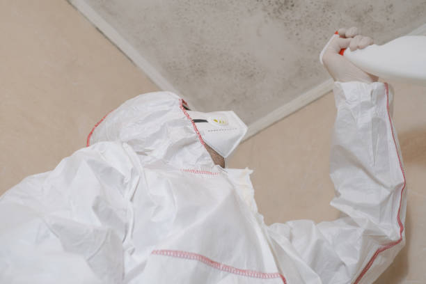 Best Professional Mold Removal  in Rehobeth, AL
