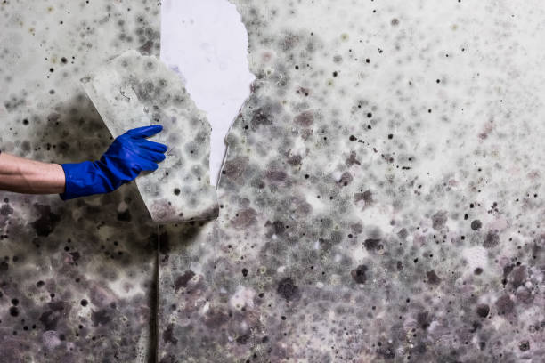 Best Mold Remediation Services  in Rehobeth, AL